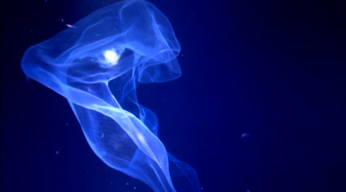 «Aliens of the Deep»