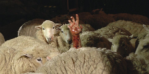 «Black Sheep»
