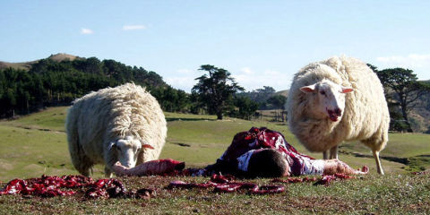 «Black Sheep»