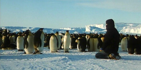«Der Kongress der Pinguine»