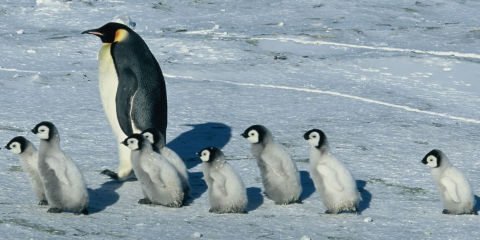 «Die Reise der Pinguine»