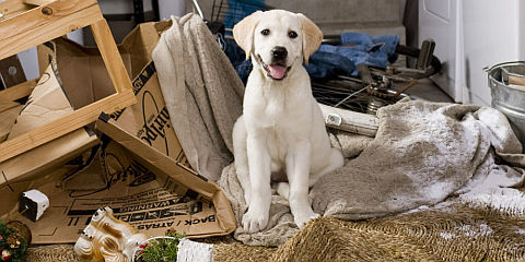 «Marley and Me»